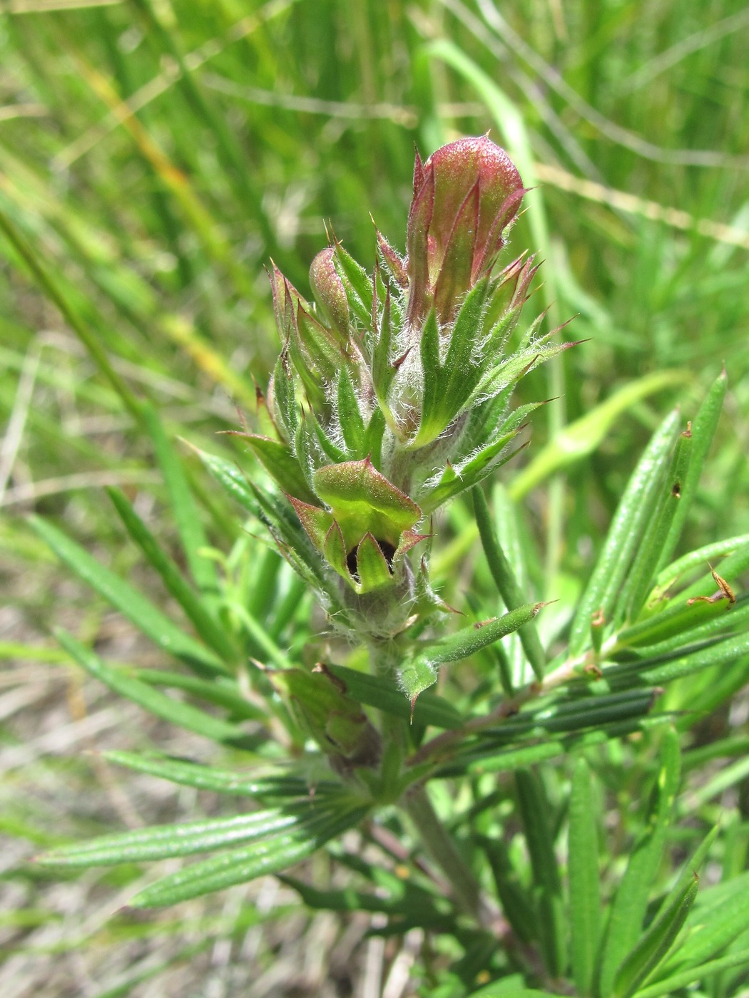 Image of Dracocephalum austriacum specimen.