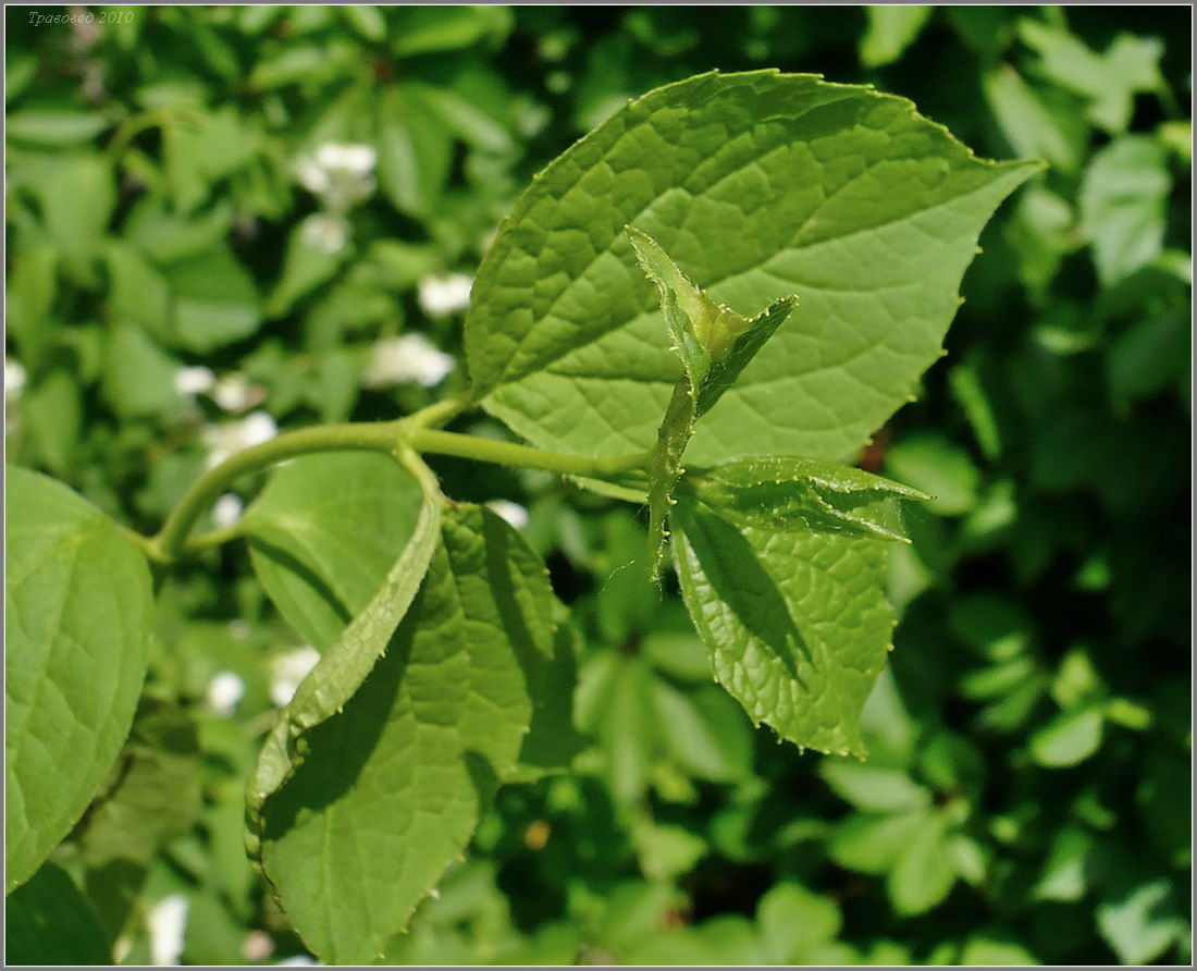 Изображение особи род Philadelphus.