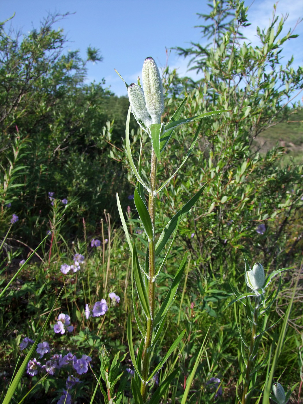 Image of Lilium pensylvanicum specimen.