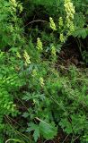 Aconitum kirinense