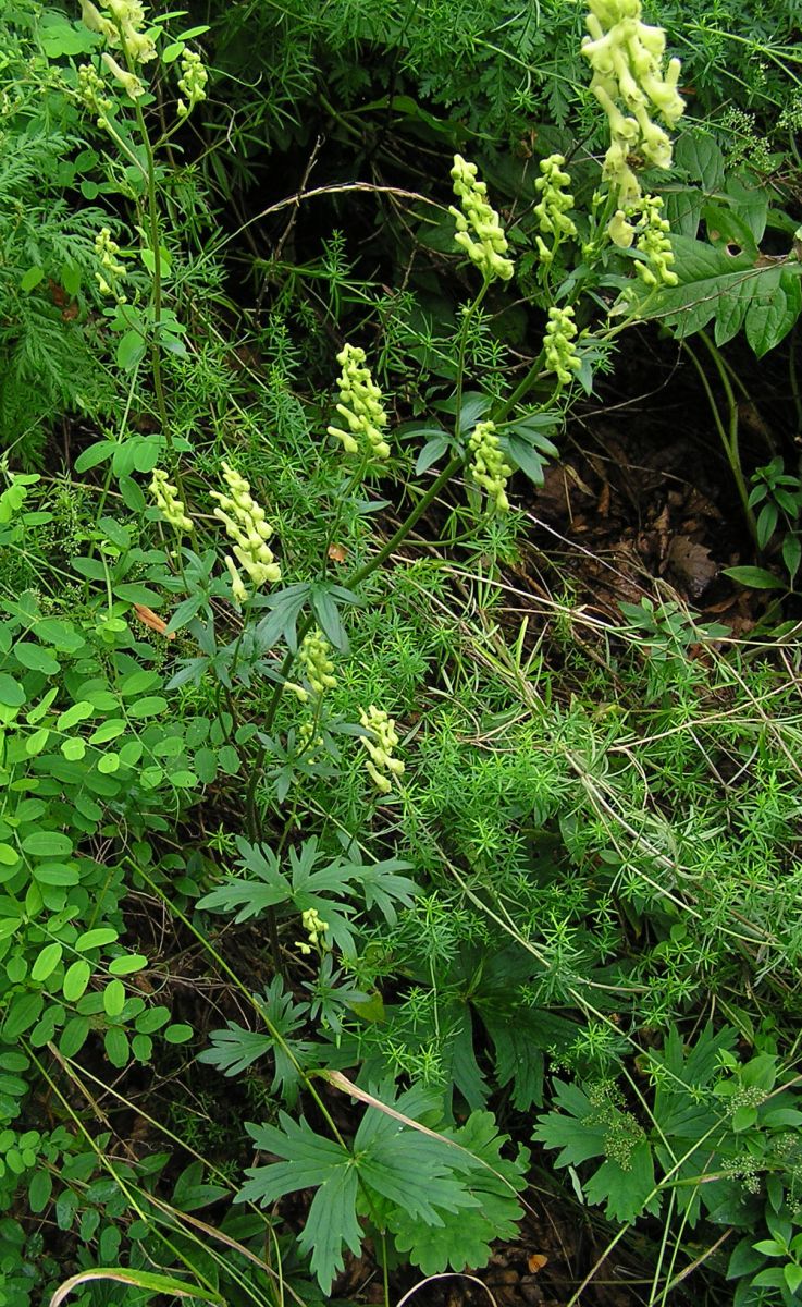 Изображение особи Aconitum kirinense.