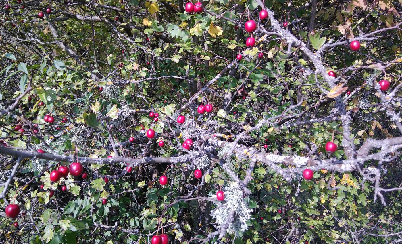 Изображение особи род Crataegus.