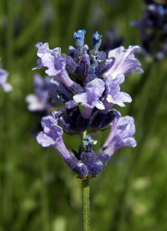 Image of Lavandula angustifolia specimen.