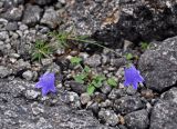 Campanula rotundifolia. Цветущее растение. Мурманская обл., Хибины, перевал Южный Чорргор, ≈ 850 м н.у.м., каменистый склон. 07.08.2018.