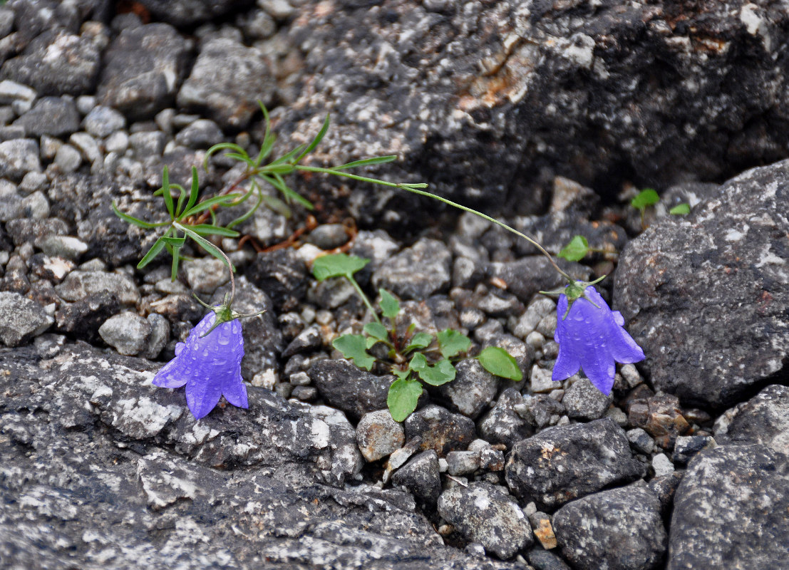Изображение особи Campanula rotundifolia.