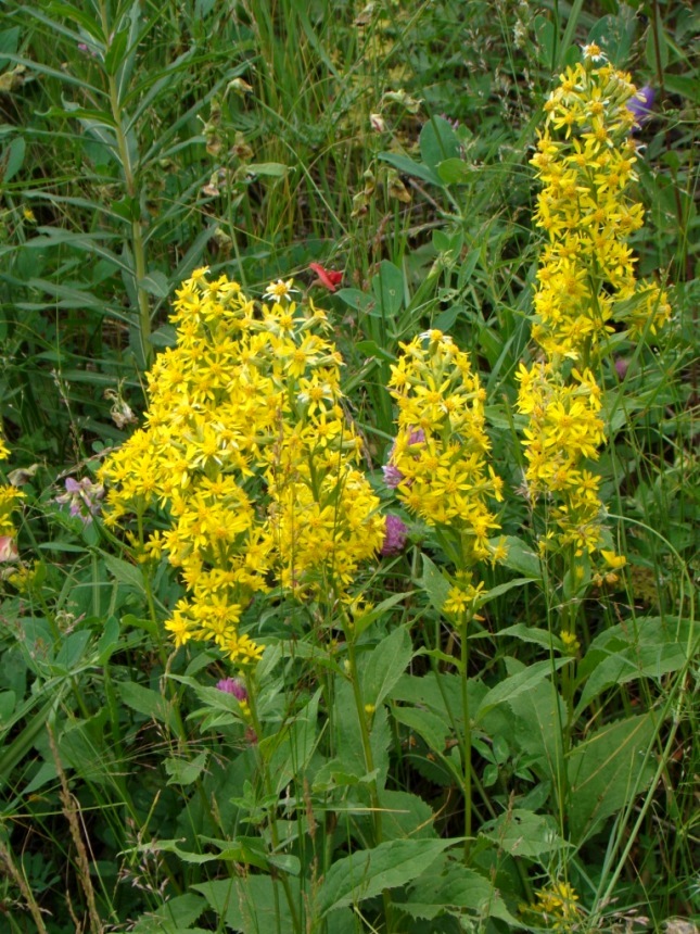 Изображение особи Solidago armena.