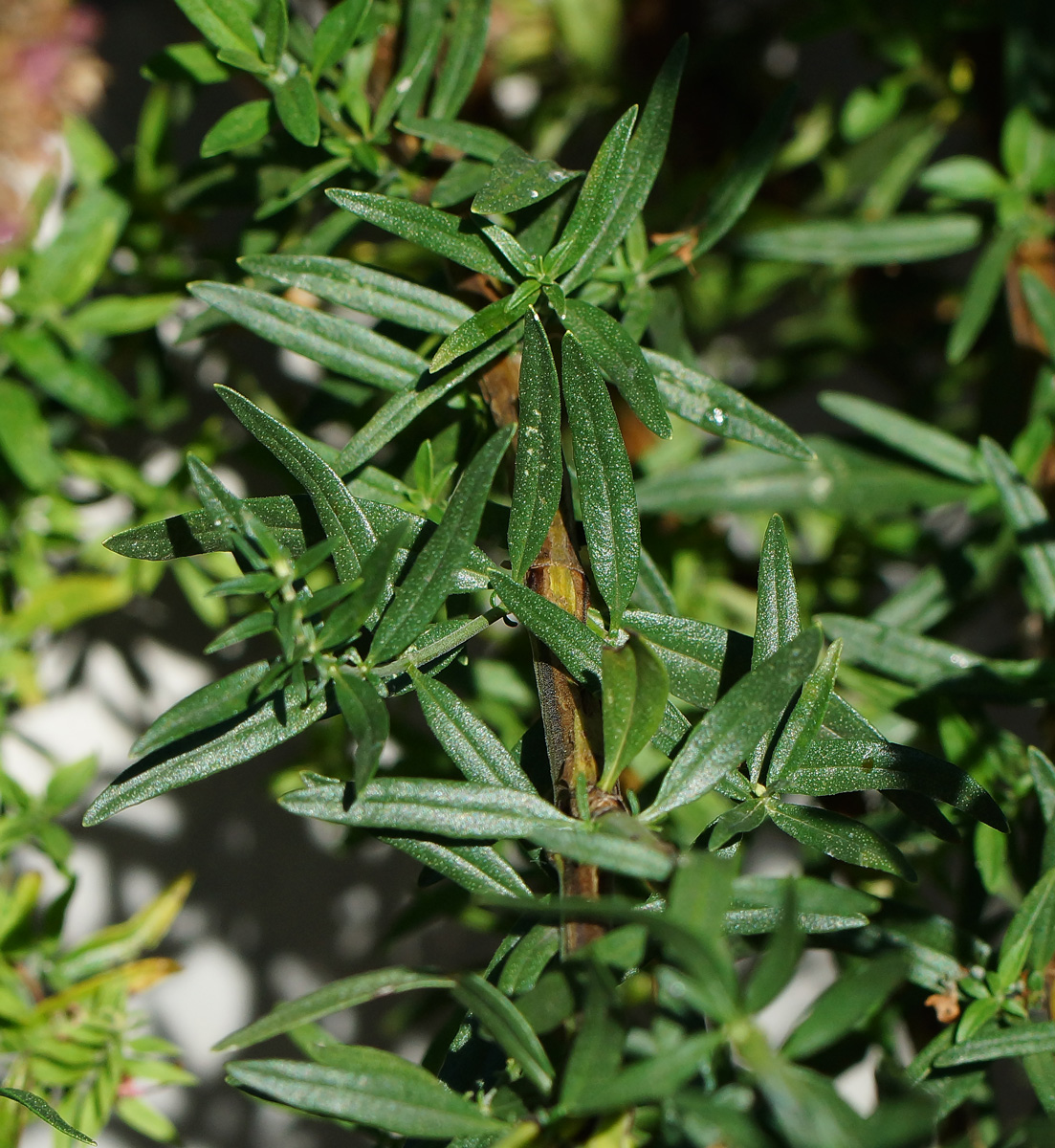 Image of Hyssopus officinalis specimen.