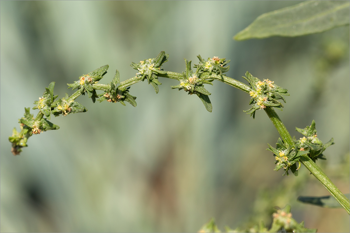 Image of Atriplex nudicaulis specimen.