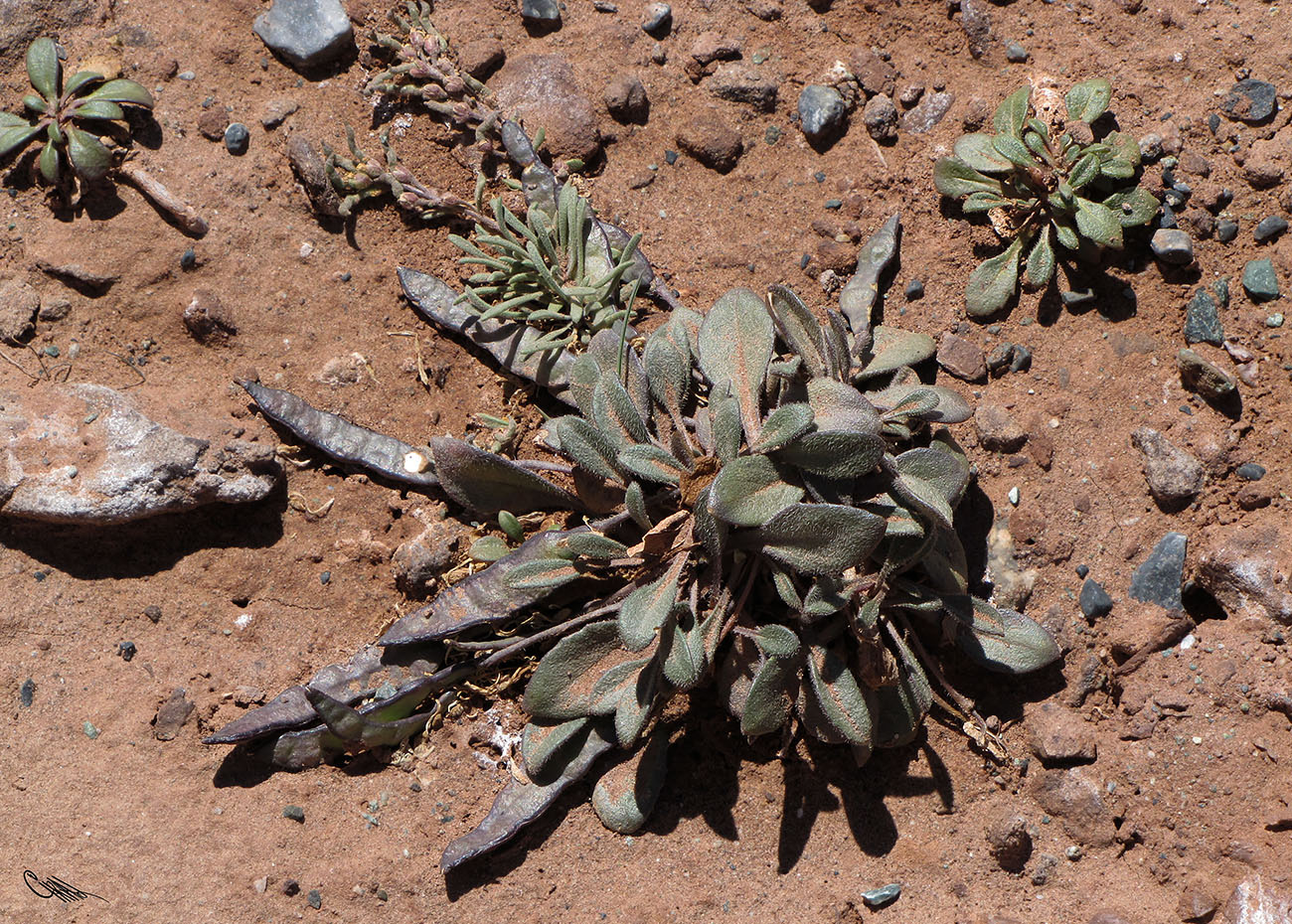 Image of Leiospora pamirica specimen.