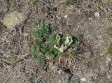 Oxytropis peschkovae