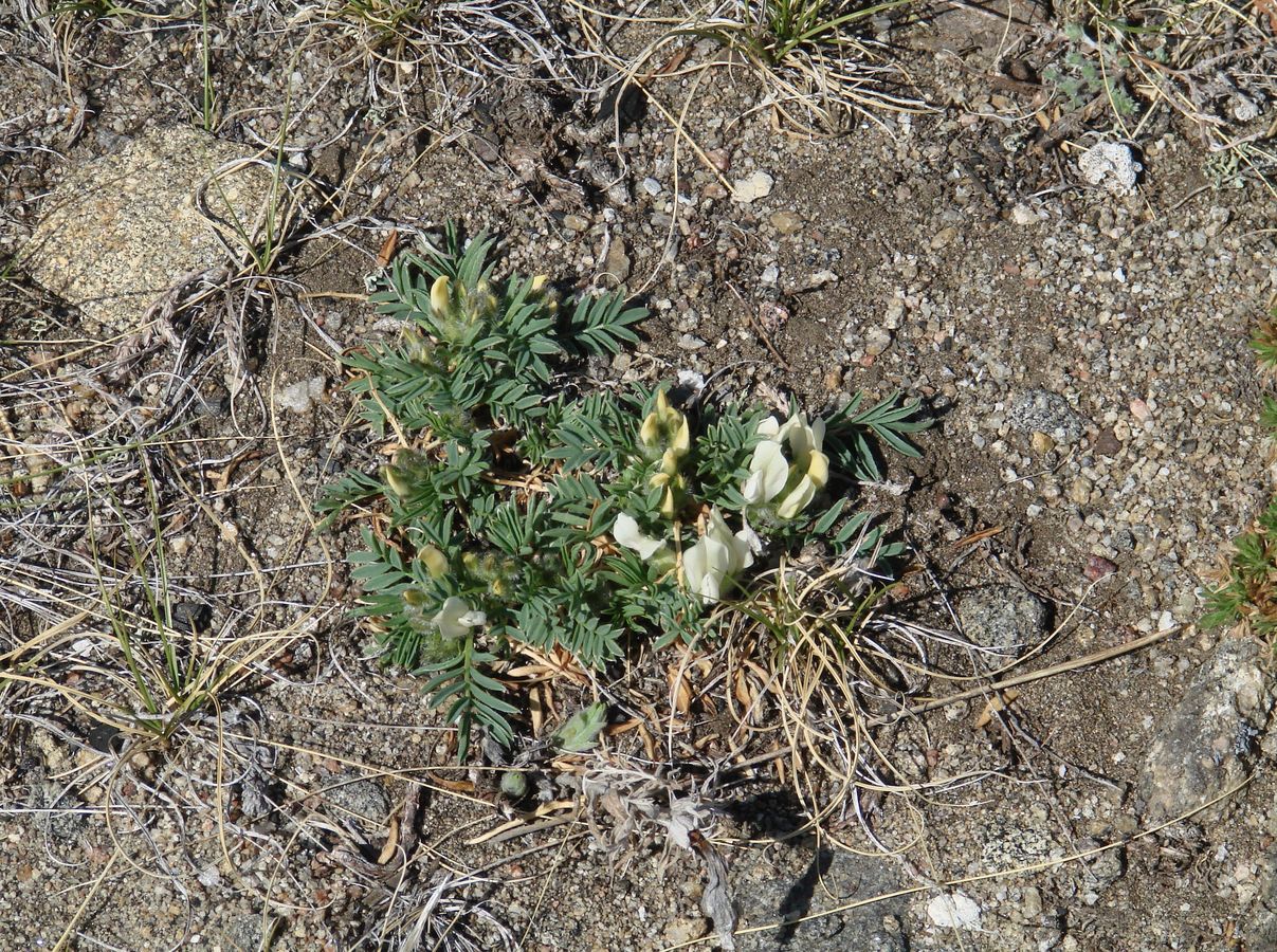 Изображение особи Oxytropis peschkovae.