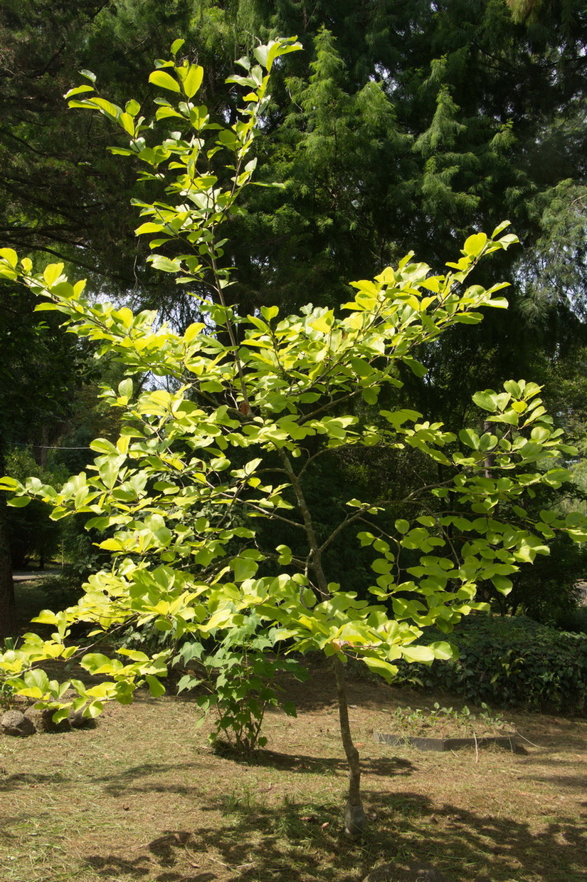 Image of genus Magnolia specimen.