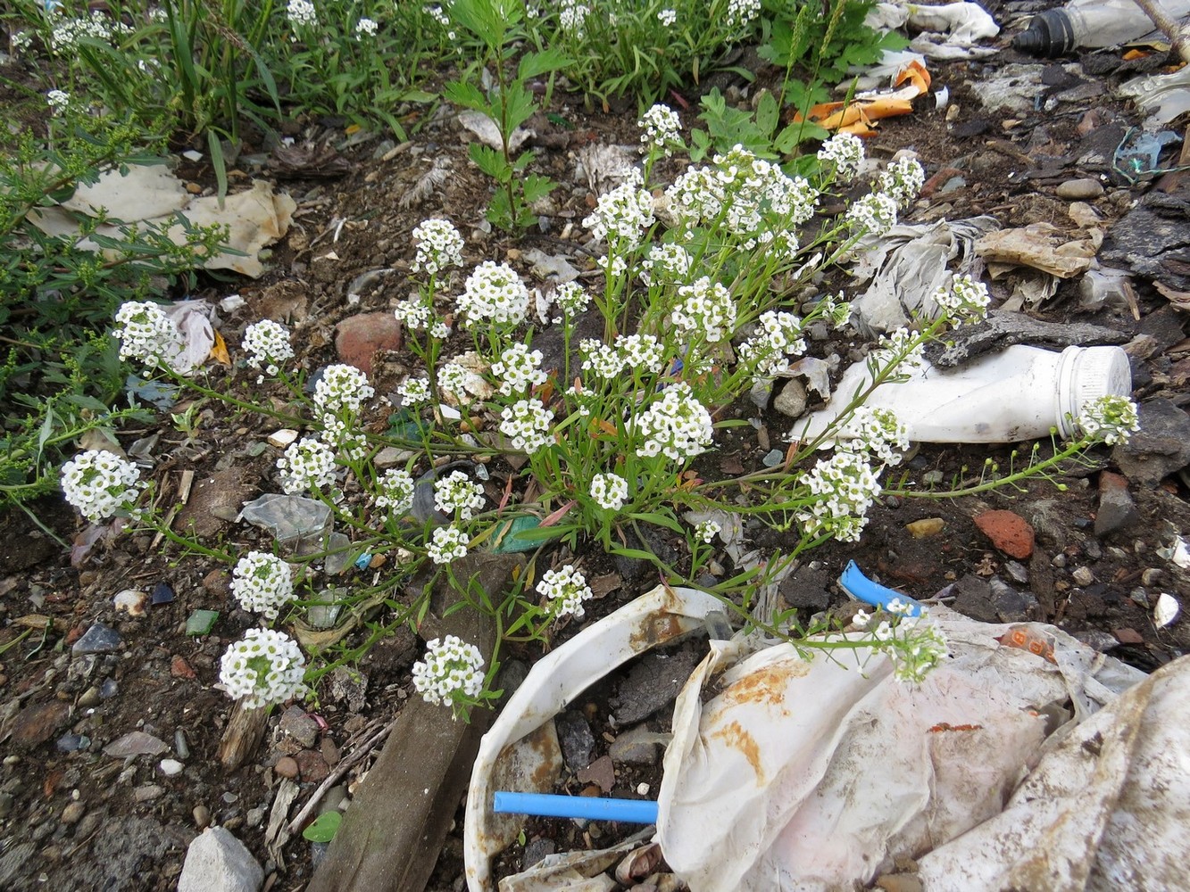 Image of Lobularia maritima specimen.