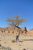 Vachellia subspecies raddiana