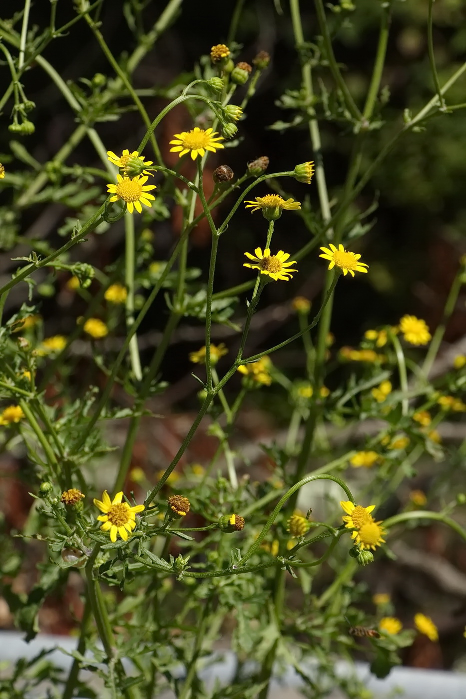 Image of genus Senecio specimen.