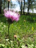 Klasea lycopifolia. Соцветие. Пензенская обл., Спасский р-н, с. Ново-Зубово. 10.06.2010.