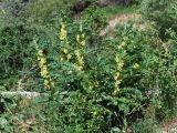 Astragalus sieversianus