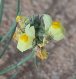 Linaria haelava