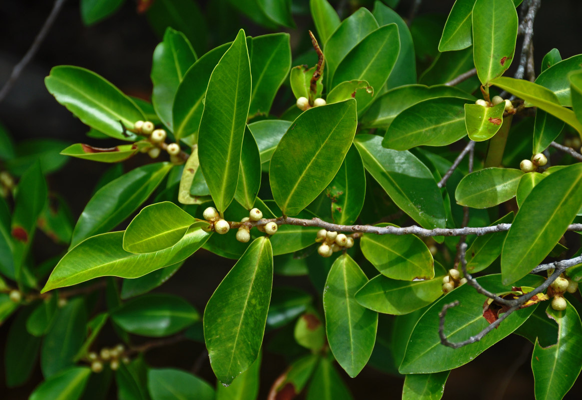 Image of Ficus microcarpa specimen.