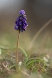 Muscari neglectum