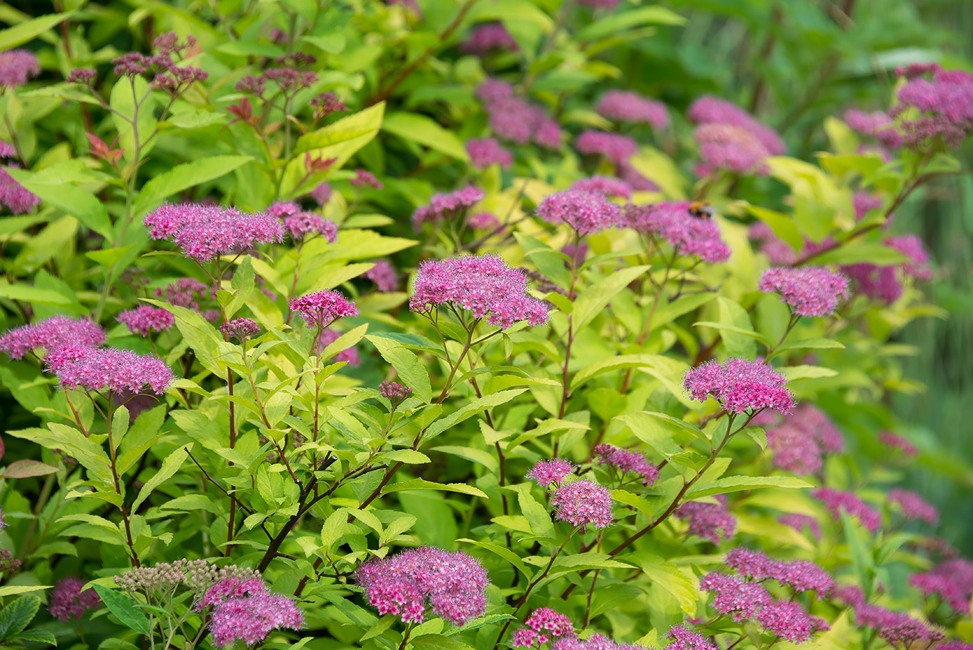 Изображение особи Spiraea japonica.