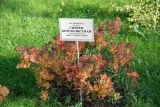 Spiraea betulifolia. Плодоносящее растение в осенней раскраске. Кировская обл., г. Киров, Ботанический сад Вятского государственного университета, в культуре. 22.09.2018.
