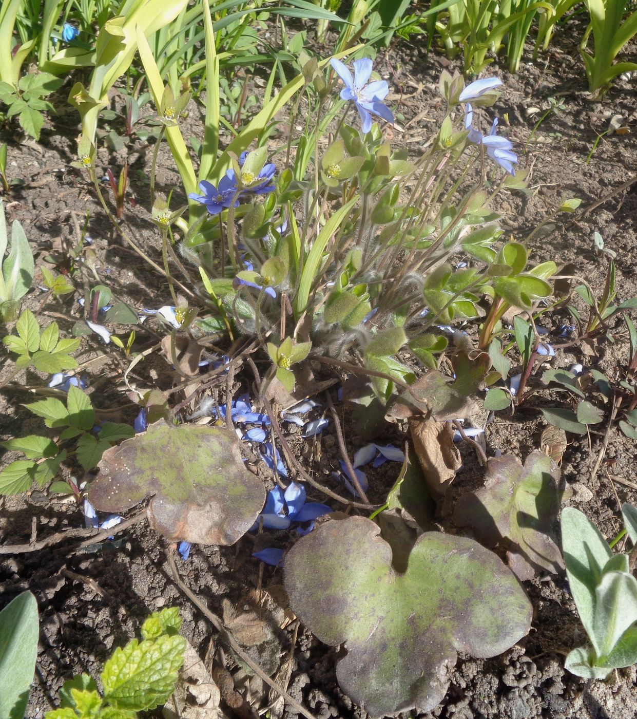 Изображение особи Hepatica nobilis.