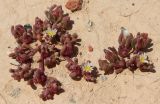 Mesembryanthemum nodiflorum