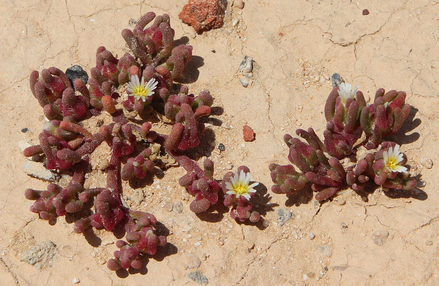 Image of Mesembryanthemum nodiflorum specimen.