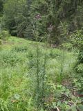 Cirsium palustre. Цветущее растение (высота 1,5 м). Украина, Закарпатская обл., Тячевский р-н, с. Усть-Черная, подъем на г. Климова. 23.06.2010.