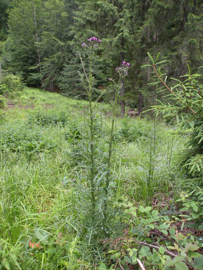 Изображение особи Cirsium palustre.