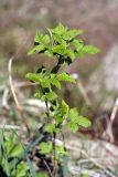 Rubus idaeus. Верхушка растения с молодыми листьями. Карельский перешеек, окр. Сертолово, на опушке леса. 09.05.2019.