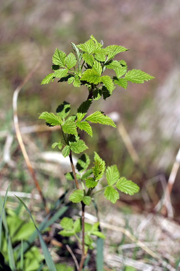 Изображение особи Rubus idaeus.