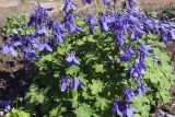 Aquilegia flabellata. Цветущее растение. Костромская обл., Судиславский р-н, дер. Антипино, в культуре (происхождение - Сахалинская обл., Томаринский р-н). 24.05.2019.