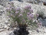 Limonium cretaceum