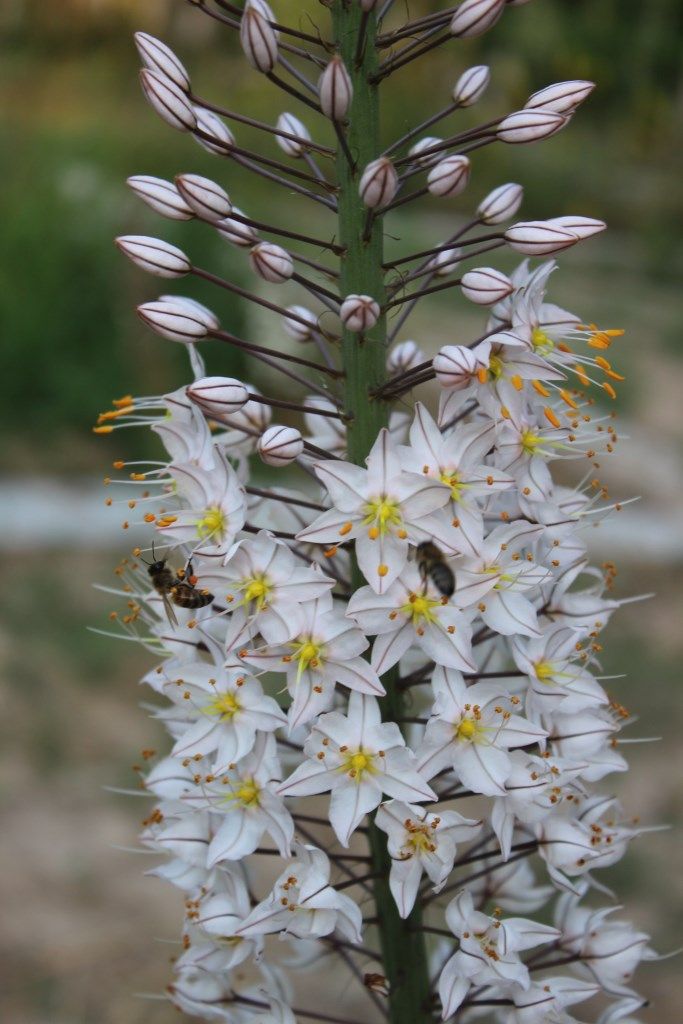 Изображение особи Eremurus olgae.