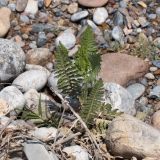 Achillea filipendulina. Вегетирующее растение. Узбекистан, Наманганская обл., Янгикурганский р-н, окр. пос. Заркент, дол. горной р. Падыша-Ата, песчано-каменистое сезонно пересохшее русло. 12.05.2019.