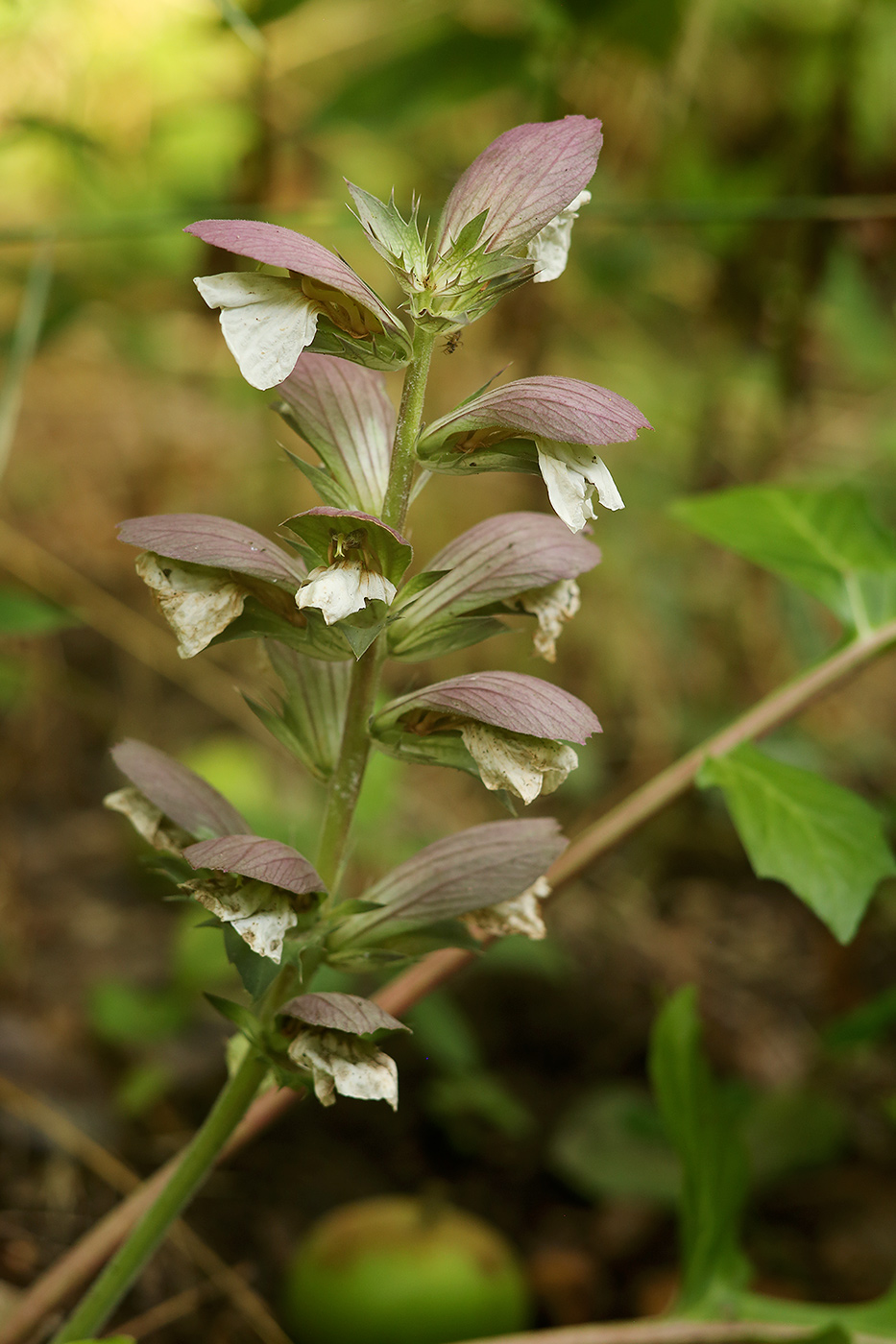 Изображение особи Acanthus mollis.