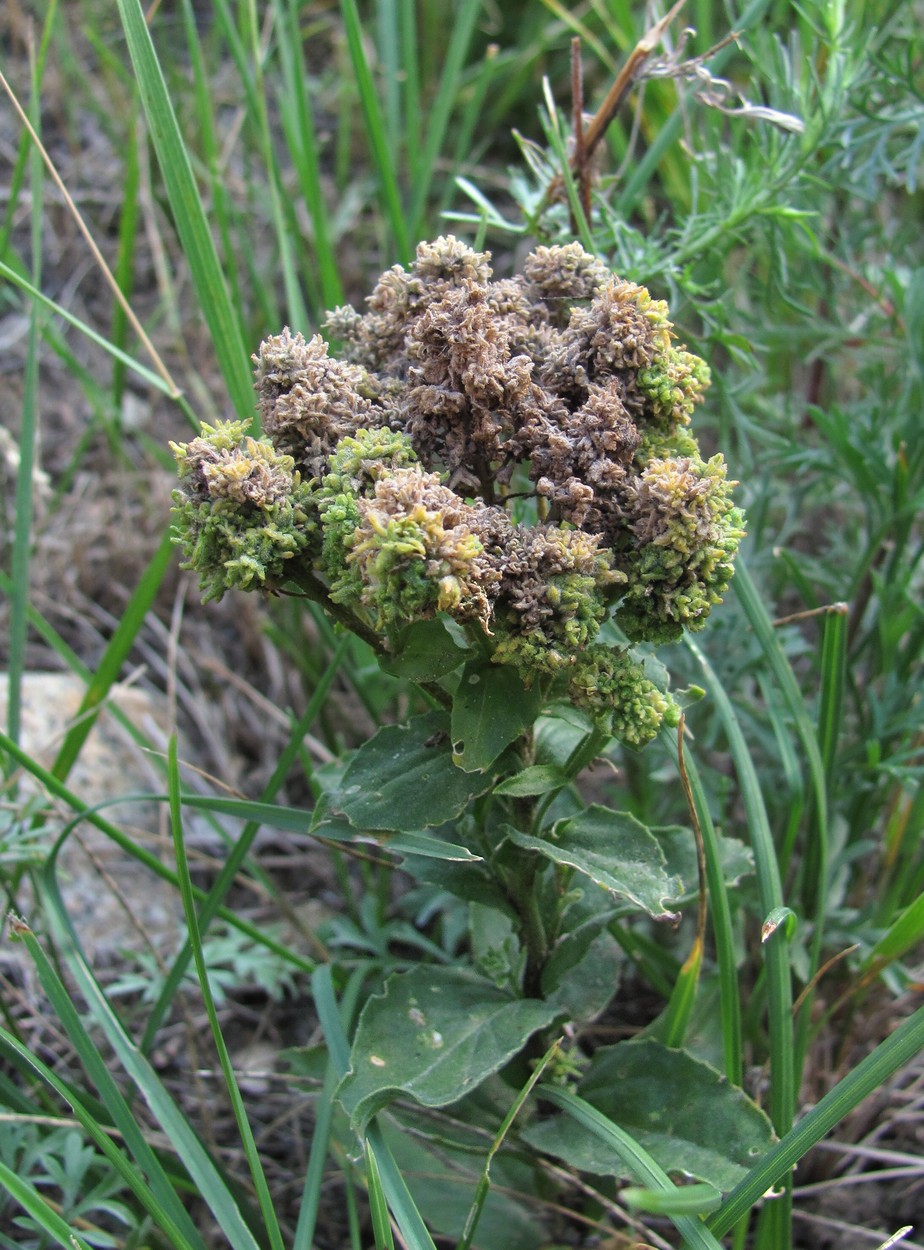 Image of Cardaria draba specimen.