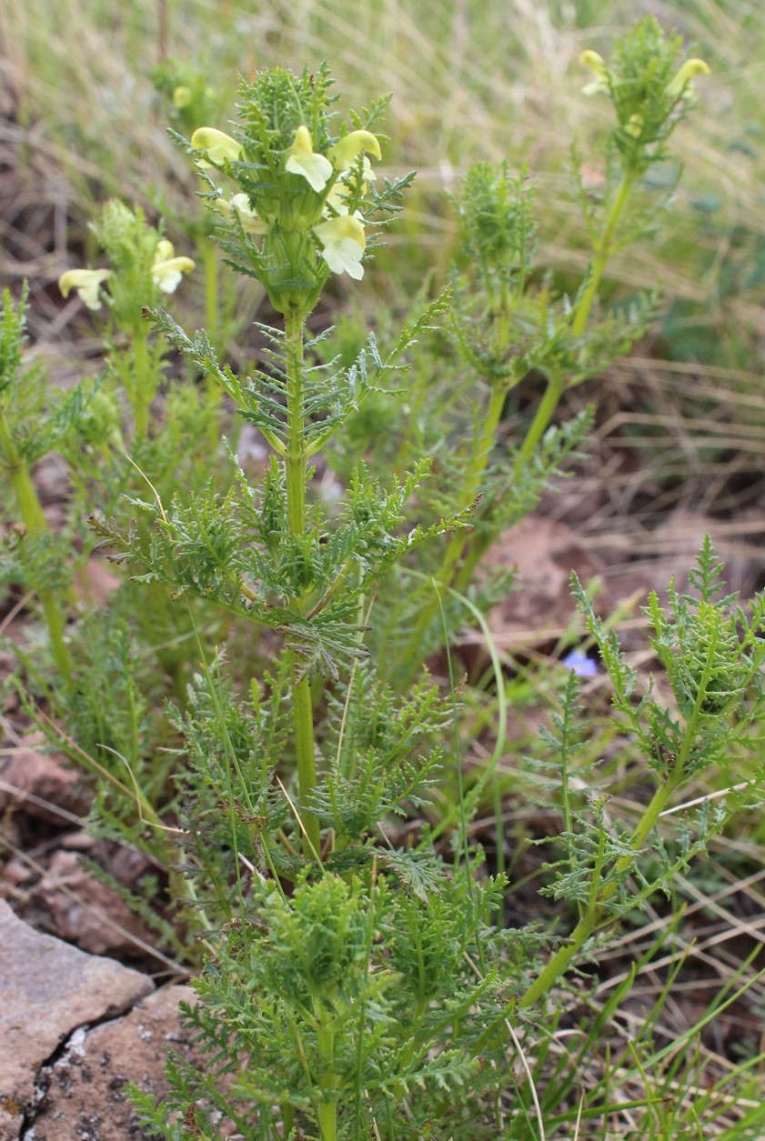 Изображение особи Pedicularis myriophylla.