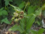 Epipactis helleborine. Верхушка цветущего растения. Марий Эл, г. Йошкар-Ола, мкр-н Гомзово, у дороги со стороны частного сектора. 14.07.2019.