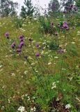 Centaurea scabiosa. Цветущие растения. Челябинская обл., Сосновский р-н, долина р. Миасс, окр. с. Кайгородово, луговой склон. 08.08.2019.