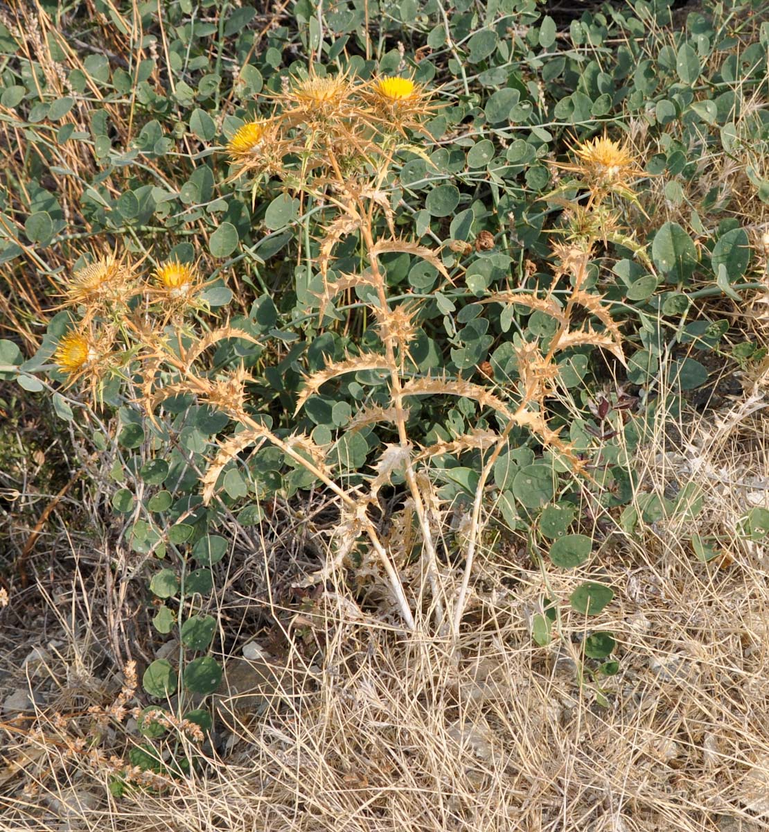 Image of Carlina libanotica specimen.