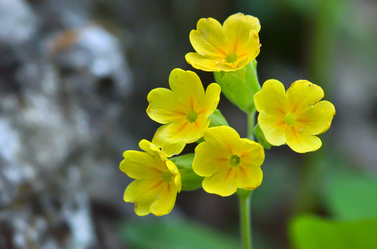 Image of Primula macrocalyx specimen.