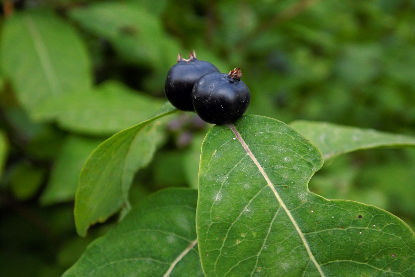 Image of Lonicera orientalis specimen.