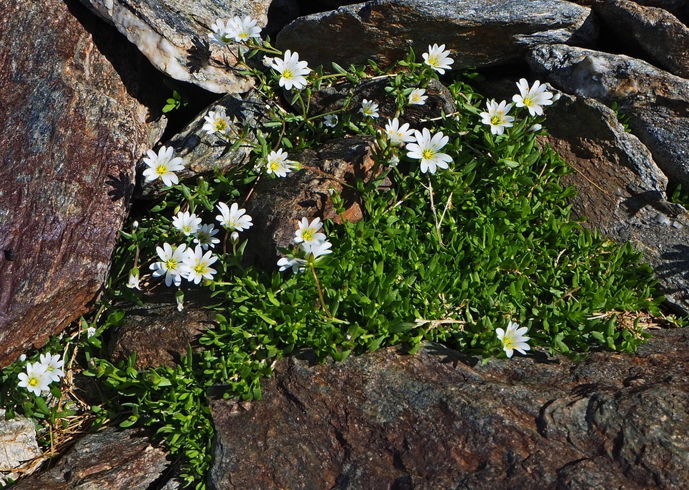 Изображение особи Dichodon cerastoides.