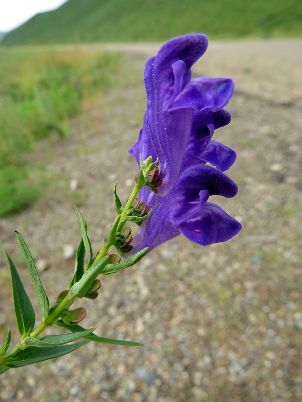 Image of Scutellaria baicalensis specimen.