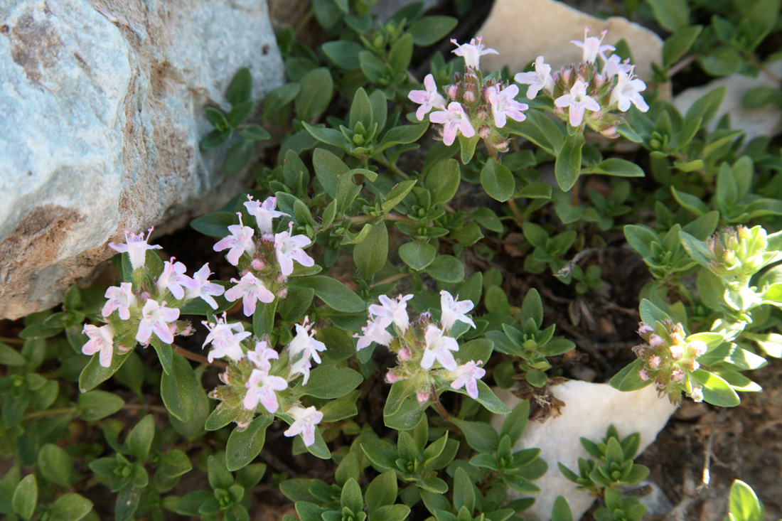 Изображение особи Thymus dmitrievae.