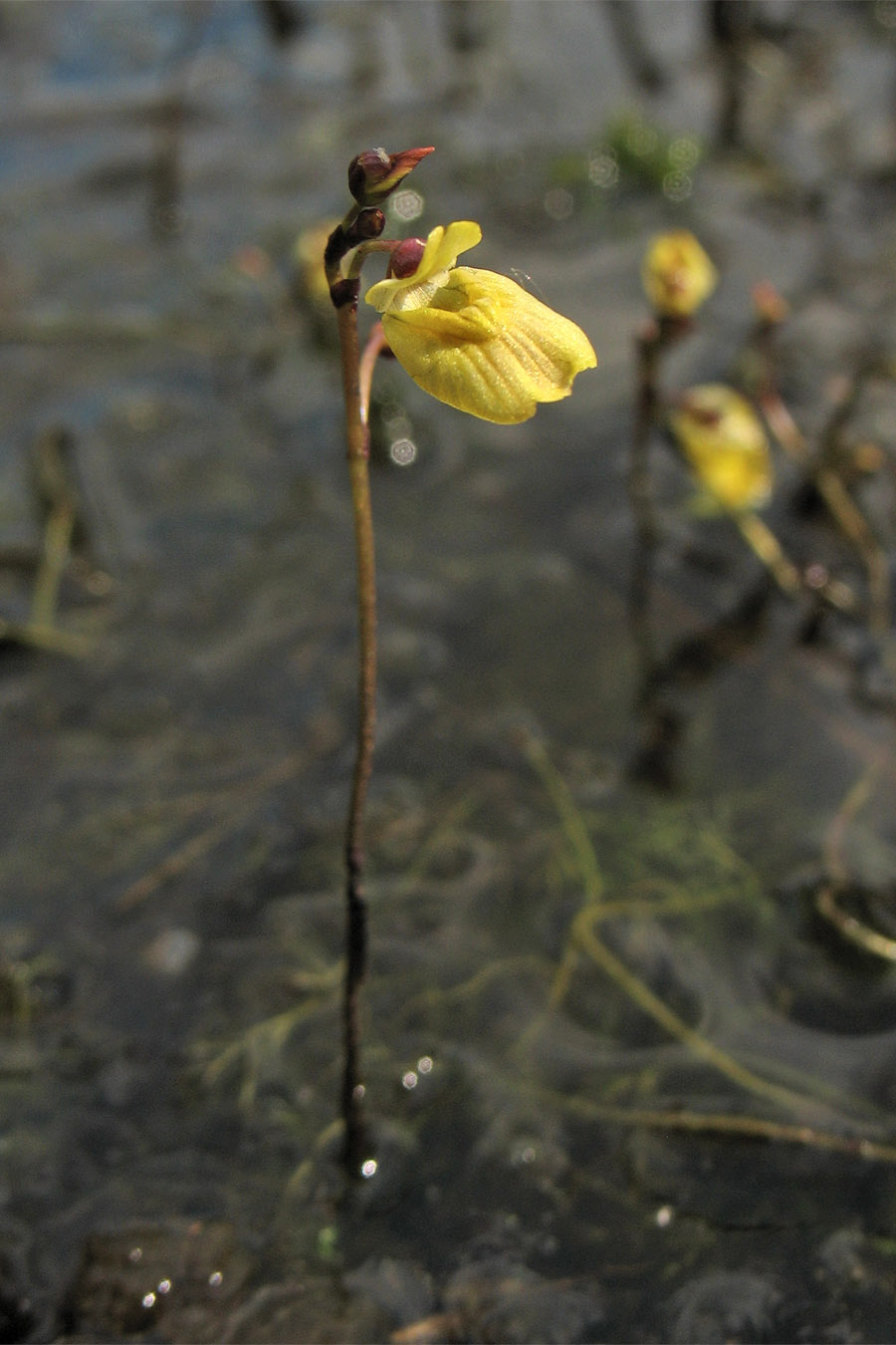 Изображение особи Utricularia minor.