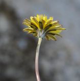 Taraxacum aphrogenes. Соцветие. Республика Кипр, п-ов Акама, Бани Афродиты (Λουτρά της Αφροδίτης, χερσόνησος Ακάμα), вертикальная стена скалы, берег моря. 17.11.2019.